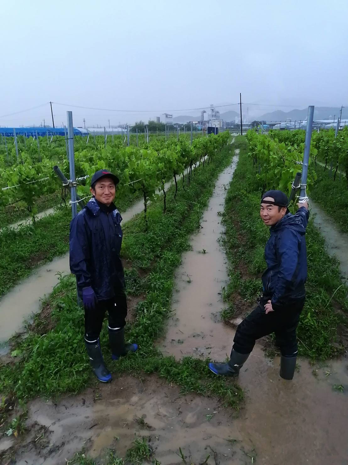 伊勢のワイン醸造 伊勢ワイナリー